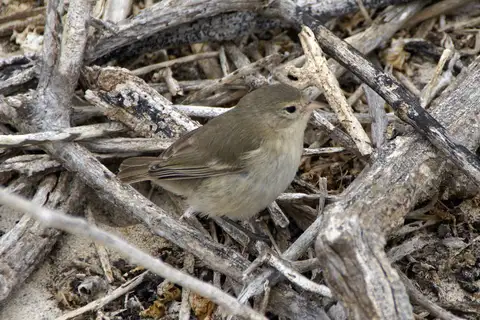 Grey Warbler-Finch