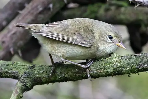 Green Warbler-Finch