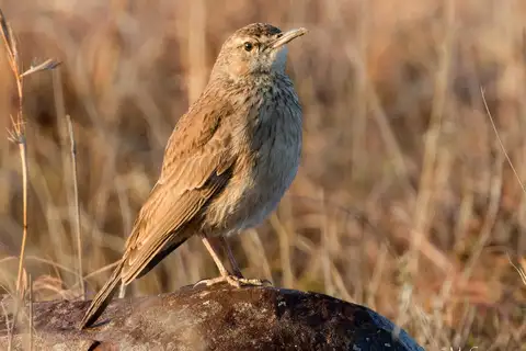 Eastern Long-billed Lark