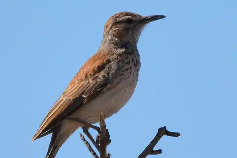 Karoo Long-billed Lark