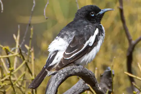 Pied Honeyeater