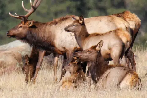Wapiti