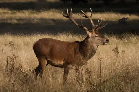 Red Deer