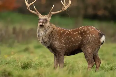 Sika Deer
