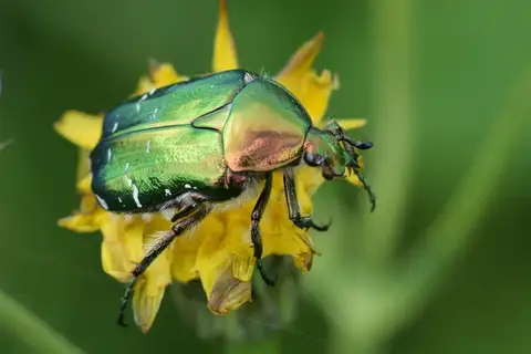 European Rose Chafer