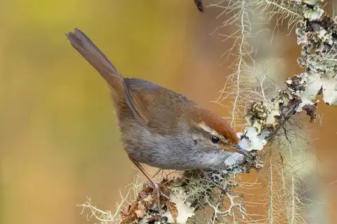 Grey-sided Bush Warbler