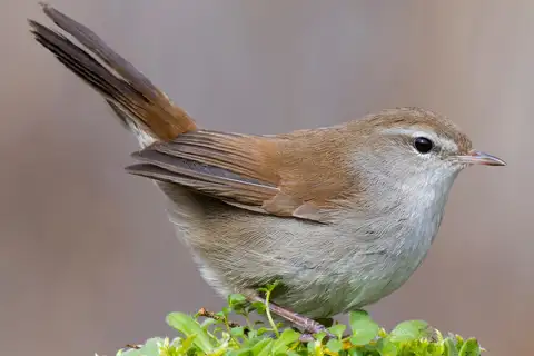 Cetti's Warbler