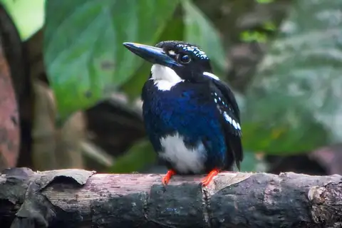 Southern Silvery Kingfisher