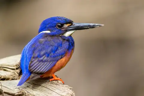 Azure Kingfisher