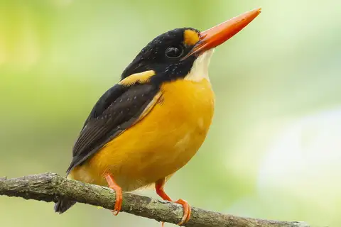 Buru Dwarf Kingfisher