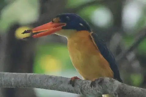New Georgia Dwarf Kingfisher