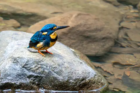 Indigo-banded Kingfisher