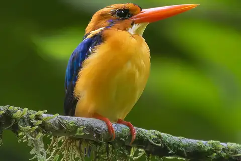 Manus Dwarf Kingfisher