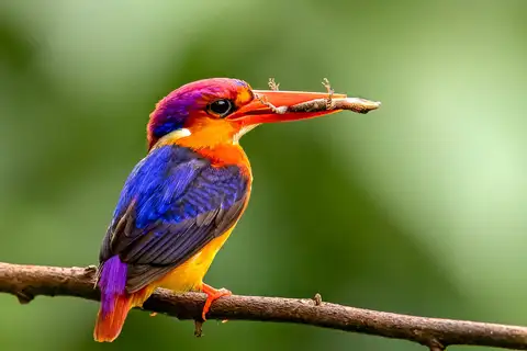 Black-backed Dwarf Kingfisher