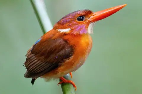 Sulawesi Dwarf Kingfisher