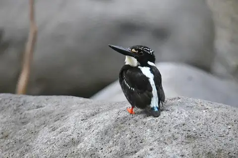 Northern Silvery Kingfisher