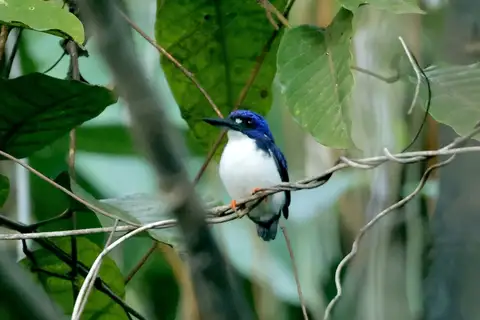 Makira Dwarf Kingfisher