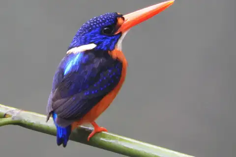 Moluccan Dwarf Kingfisher