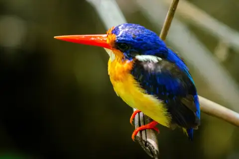 Dimorphic Dwarf Kingfisher