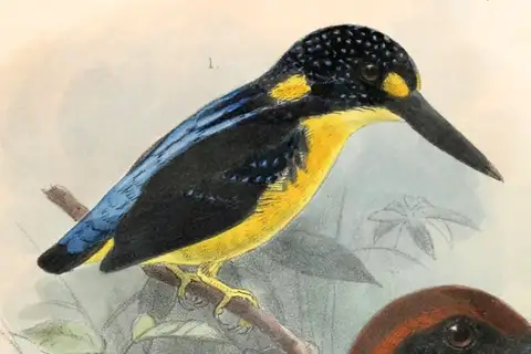 North Solomons Dwarf Kingfisher