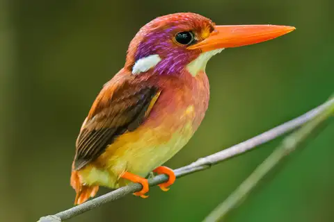 Philippine Dwarf Kingfisher