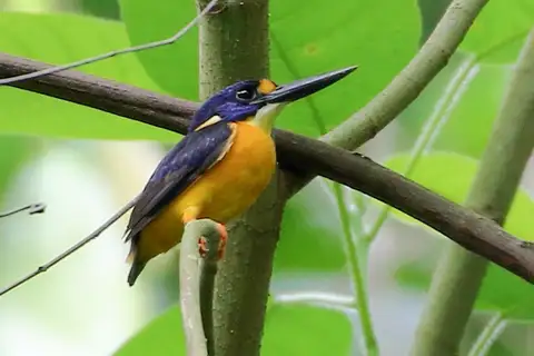 New Ireland Dwarf Kingfisher