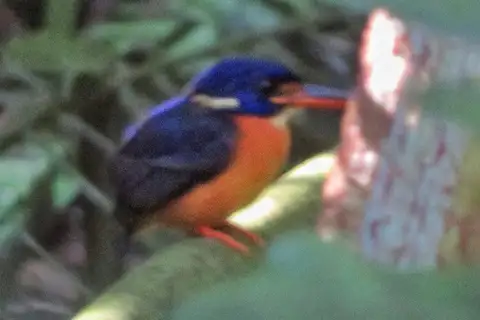 Guadalcanal Dwarf Kingfisher