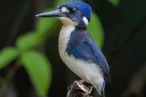 Little Kingfisher