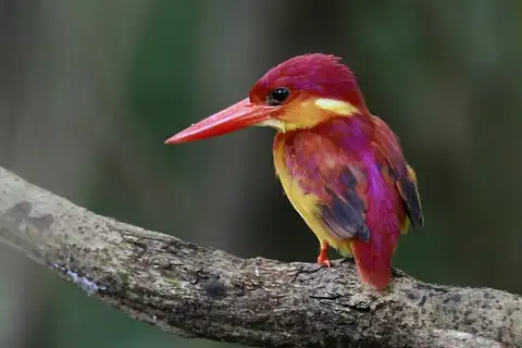 Rufous-backed Dwarf Kingfisher