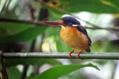 New Britain Dwarf Kingfisher