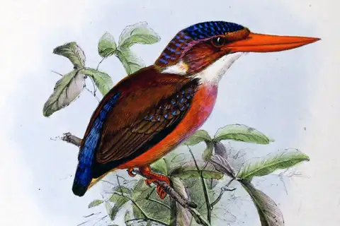 Sangihe Dwarf Kingfisher
