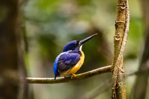 Papuan Dwarf Kingfisher