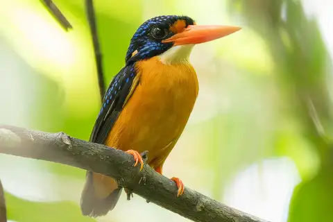 Sula Dwarf Kingfisher