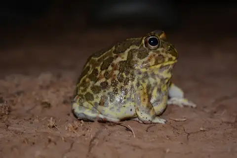 Chaco Horned Frog