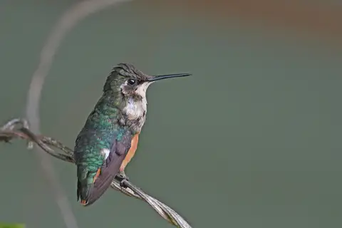 Santa Marta Woodstar