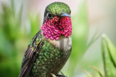 Rufous-shafted Woodstar