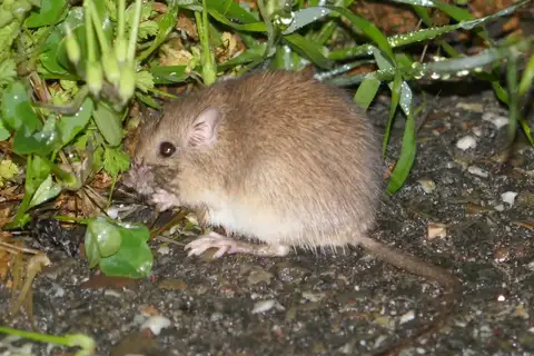 California Pocket Mouse