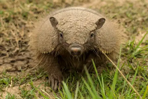Large Hairy Armadillo