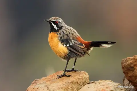 Drakensberg Rockjumper