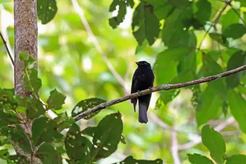 Drongo Fantail