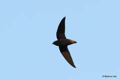 Short-tailed Swift