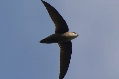 Grey-rumped Swift