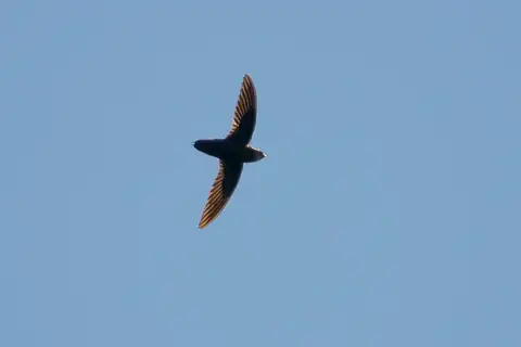 Pale-rumped Swift