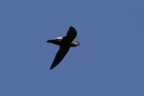 Costa Rican Swift