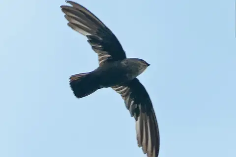 Lesser Antillean Swift
