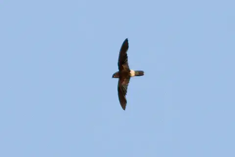 Band-rumped Swift