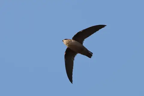 Vaux's Swift