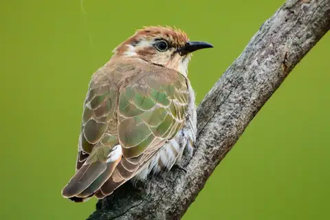 Horsfield's Bronze Cuckoo