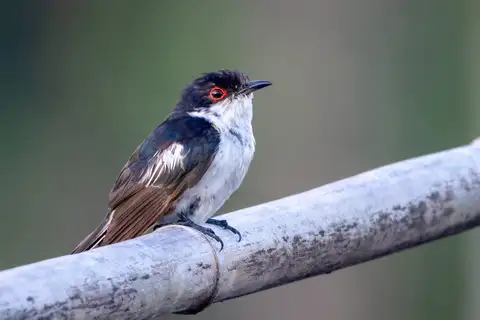Pied Bronze Cuckoo