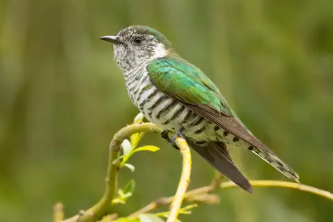 Shining Bronze Cuckoo